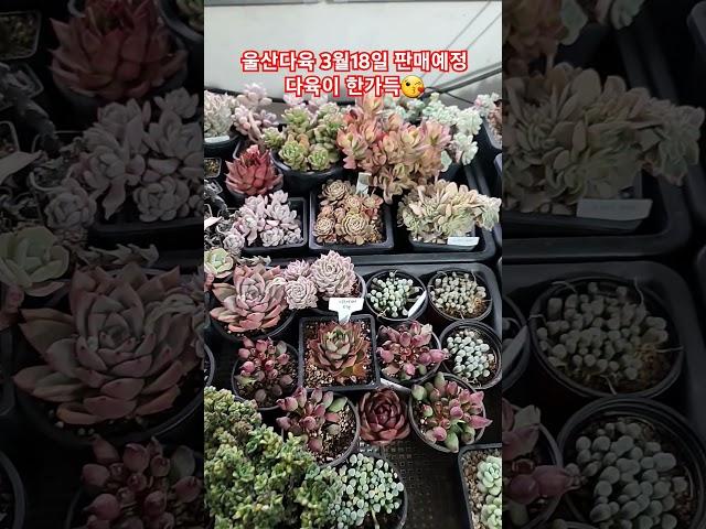 울산다육 3월18일 판매방송 진행합니다 #울산다육 #succulent #선인장 #cactus #다육이 #plants #국민다육 #유튜브 #라이브#판매#카드#울산#대한민국