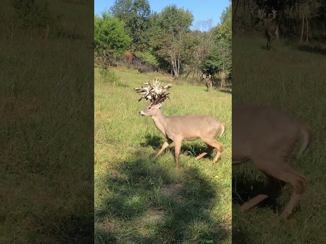 Giant droptine buck !! #antlers #deerstags #deerhunting #livestream #deerhunt #hunting #deerhunter