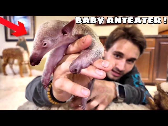 I ADOPTED A BABY ANTEATER FOR MY ZOO !