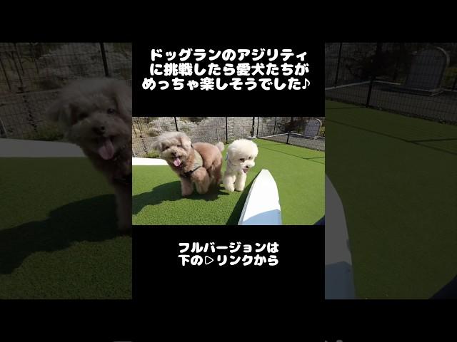 Our beloved dogs look like they're having fun at the dog run with the cherry blossoms in full blo...