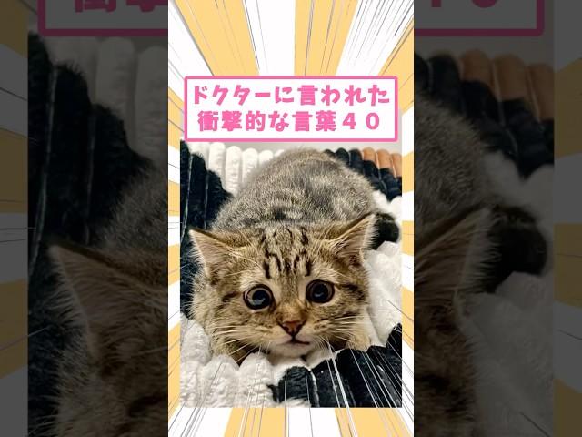 40 Shocking Things the Doctor Said #Cat #Life with a Cat #Cat Video #Cat #Cute #Pet #Cute #2ch