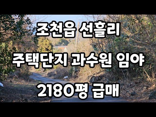 제주시 조천읍 선흘리 주택단지 과수원 임야 2180평 010 4436 0401 제주도부동산 토지 매매 급매물