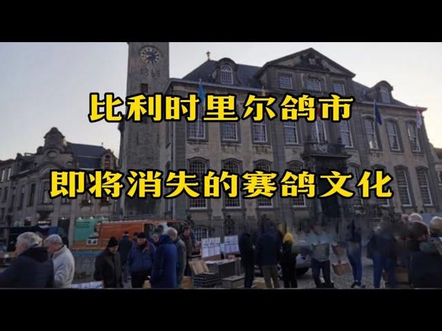 比利时里尔鸽市——即将消逝的赛鸽历史文化？