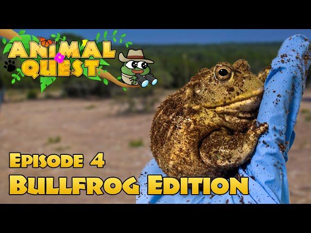 Animal Quest ep. 4: African Bullfrog Edition