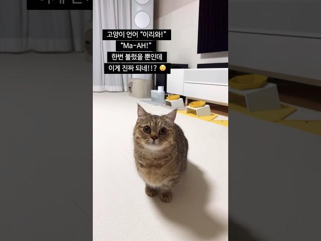 이게 진짜 되네!!? #고양이 #고양이쇼츠 #maah #고양이언어  #이리와