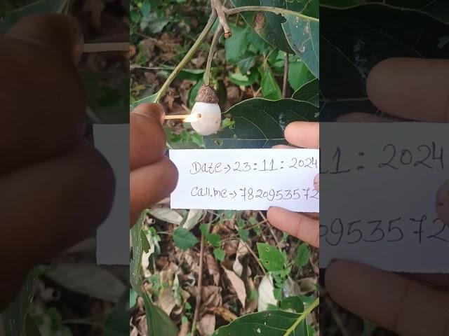 Hoseki Safed Bhilawa biba White Bhilawa Seed7820953572