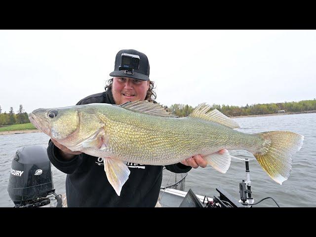 30" Walleye On Big Sky Hecla Hammers And Crush City Plastics!