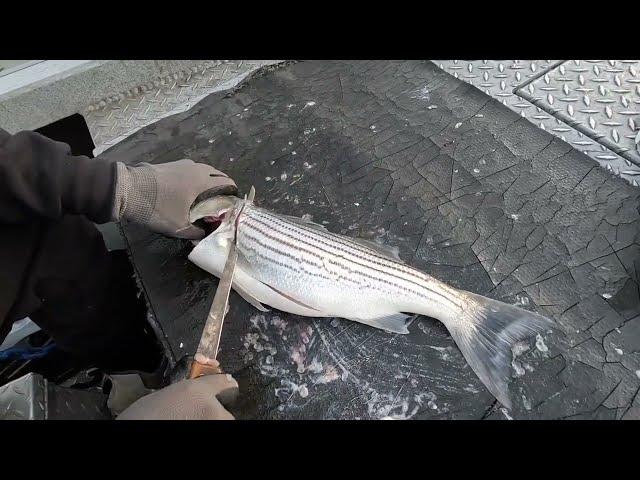 The Secret To Filleting Striped Bass Without Damaging Your Knife