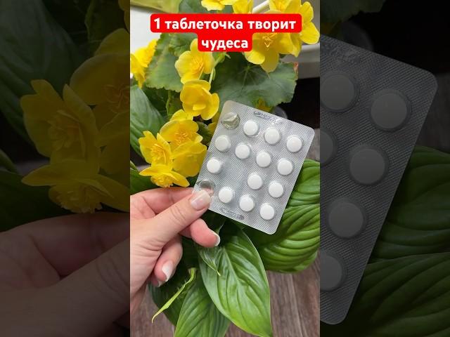 1 таблетка для спатифиллума, чтобы листья не чернели, не сохли и пышно цвел #цветы #garden #plants