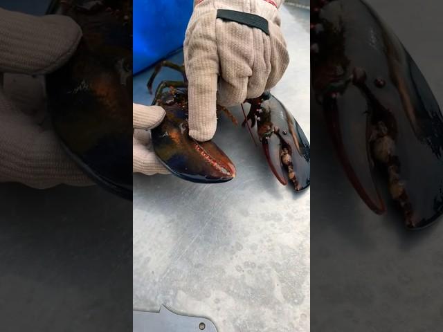 Lobster Claws  Crusher vs Pincher