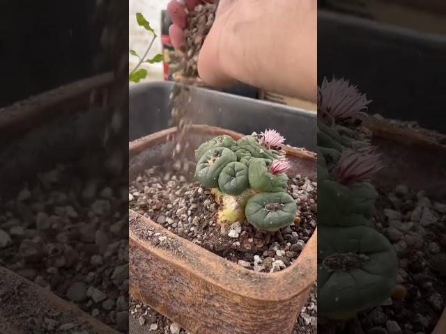 Recreating a desert scene in a pot #succulent #bonsai #lophophora