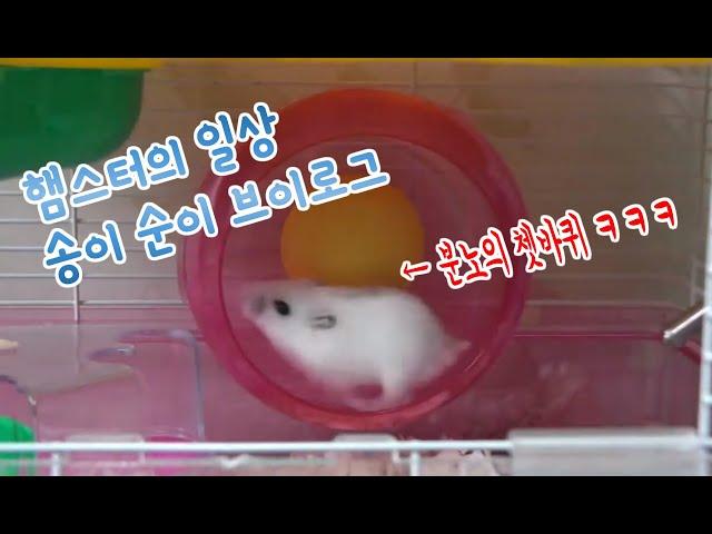 동물 방송 햄스터 일상 송이 순이 브이로그 김톰슨 2012 0925