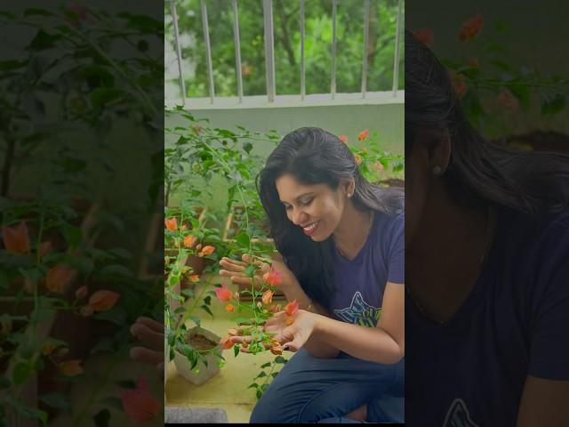 This Pink Bougainvillea Turn Orange!!️#shorts #bougainvillea #shortvideo
