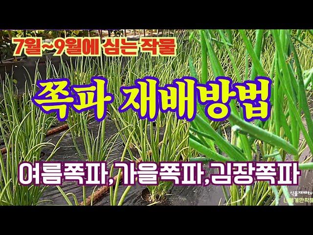 7,8,9월에 심는작물//쪽파 재배방법//여름쪽파 가을쪽파 김장쪽파 심는시기//수확시기