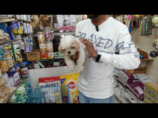 Toy breed dog|| persains cats|| at royal pets shop in borivali East
