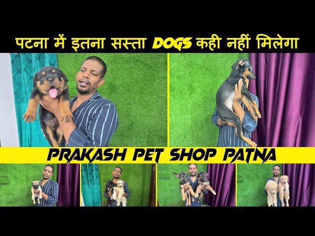 पटना में इतना सस्ता Dogs कही नहीं मिलेगा | Patna Cheapest Dogs Shop | Prakash Pet Shop Patna