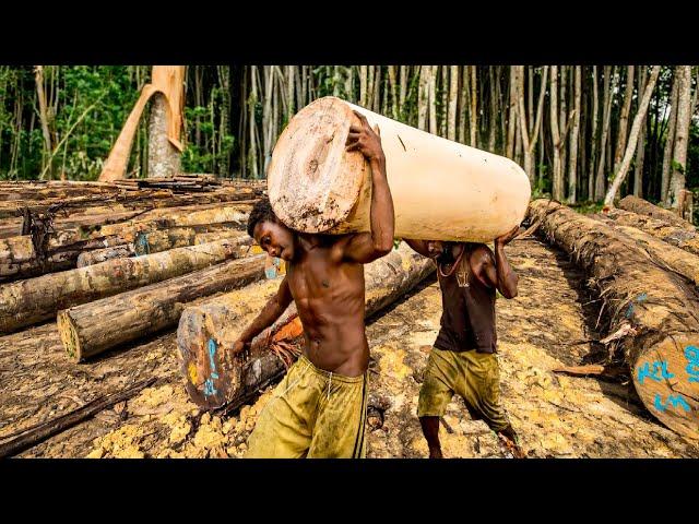 How Millions of World's Lightest Wood Trees are Grown and Harvested - Wood processing at factory