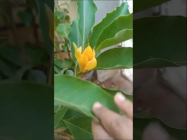 @Sritailorsrjy. #Sampangi plants #flowers #viralshort #trending  #shortvideo #shorts #youtubeshorts