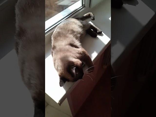 Матвей любит лежать на солнце  Подпишись, а то котик обидеться 