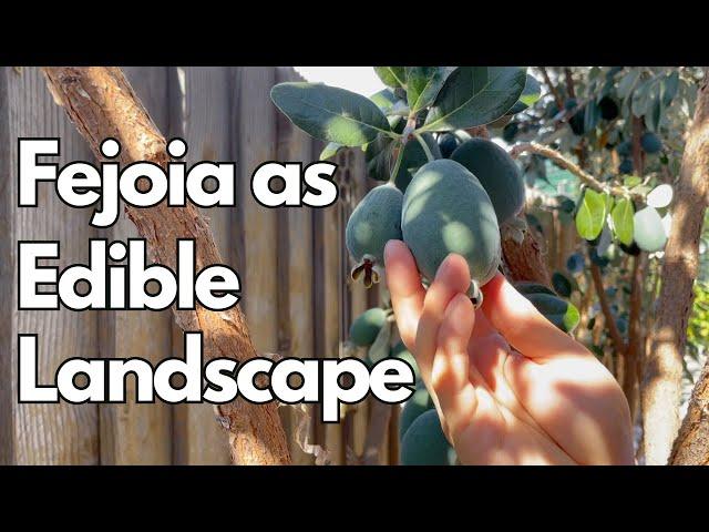 How to Grow Feijoa (Pineapple Guava) as Edible Landscape + Taste Test!