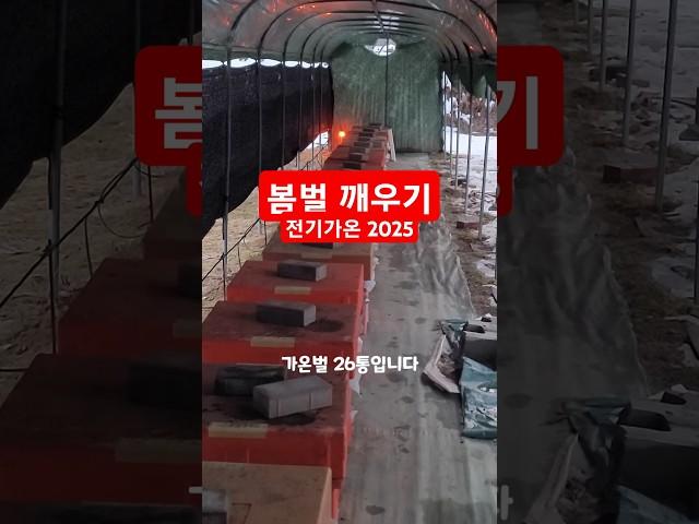 봄벌 깨우기 전기가온벌 봄벌 깨우기