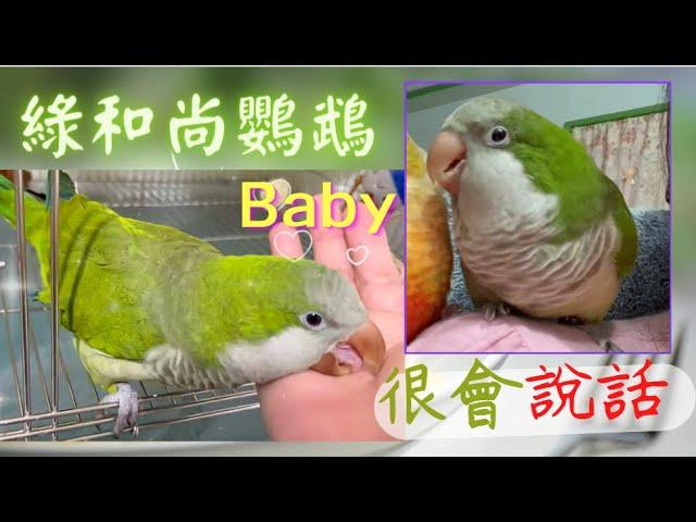 很會說話的綠和尚鸚鵡Baby