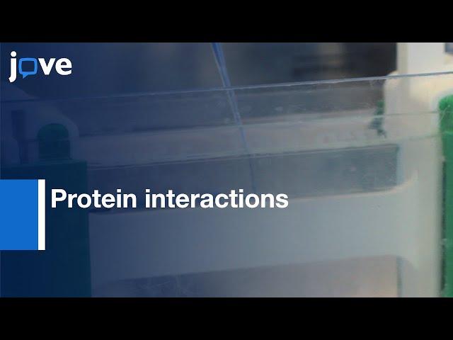 Protein interactions and Co-localization analysis between junctions | Protocol Preview