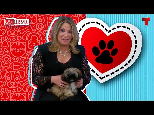 Caso Cerrado Special: Pets love | Telemundo English