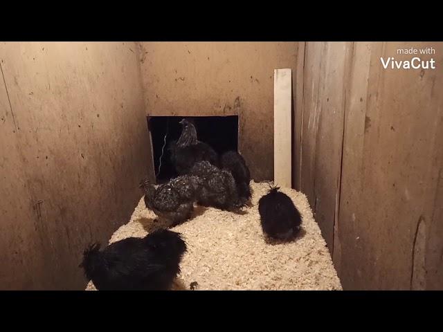 Китайские шелковые курицы, цыплята.