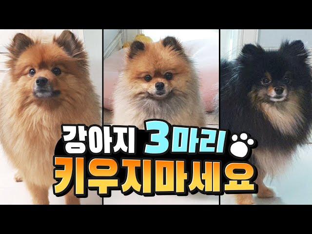 Three Reasons You Shouldn't Have Multiple Dogs (Pros and Cons of Pomeranian Tea House)