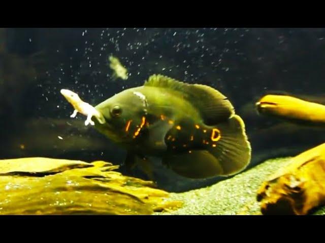 Best Top 5 Oscar Fish Feeding - The Super Predator Fish | Oscar Fish Eating