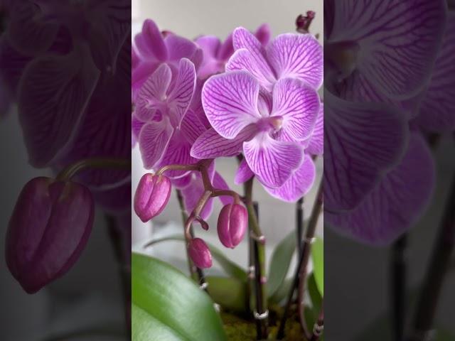 Cute and Beautiful Mini Orchids | Mini Orchid Arrangement | Viva Orchids