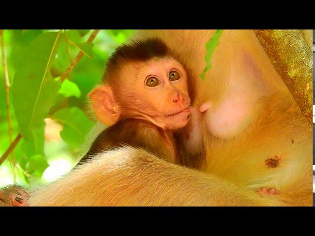 Mum’s Funny Playtime with Baby: Kicks and Laughs| Monkey Cambodia Daily