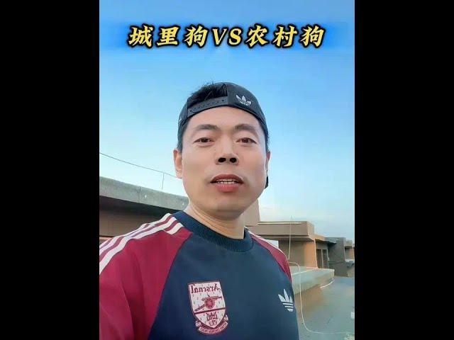 城里的狗和农村的狗，有啥区别，太逗了