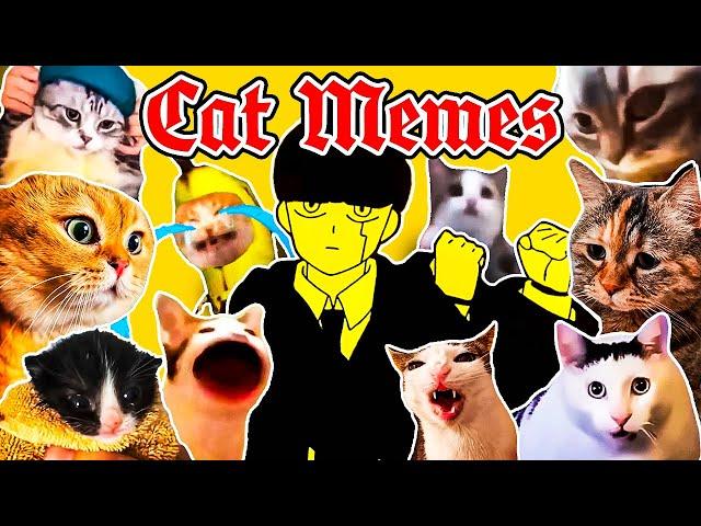 Bling Bang Bang Born x Cat Memes