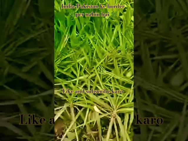funny voice#sainursery#shorts#trending #flower#greenlove #youtubeshorts #viralvideo #ytshorts ️