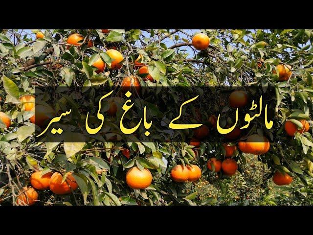 Orange Garden in Multan Pakistan | Pakistani Orange Fruit Farming