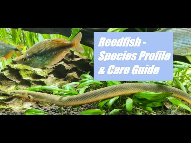 Reedfish (Rope Fish) - Species Profile & Care Guide