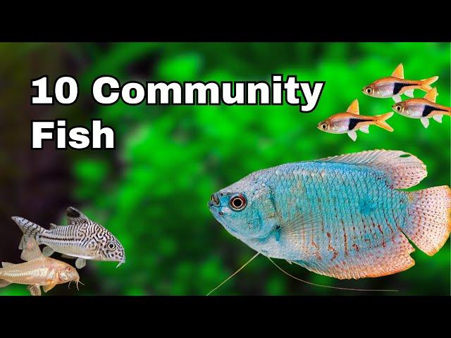 Top 10 BEST Community Aquarium Fish