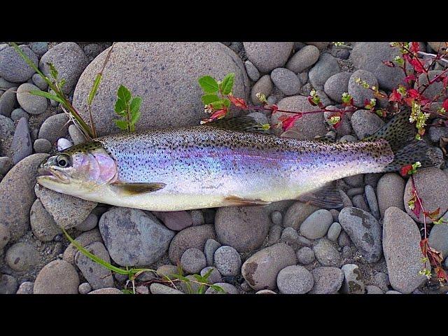 North Fork Trout Fishing UPDATE | Oregon Fishing