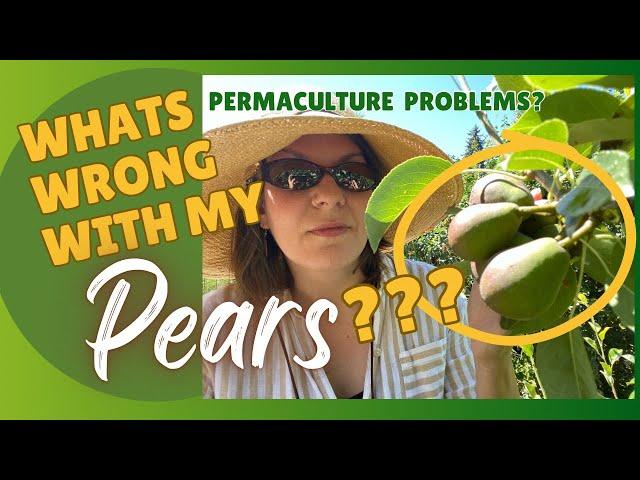 Permaculture isn't Perfection. Issues with my Pears