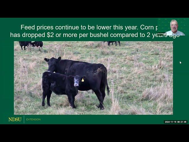 Backgrounding Cattle 2024:  Rations, Feed Cost and Cost of Gain