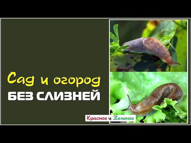 Сад и огород без слизней. Просто, эффективно, экологично.