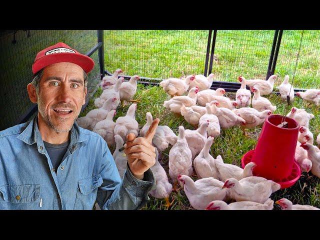 From Homestead to Small Farm Raising 150 Chickens For Dinner