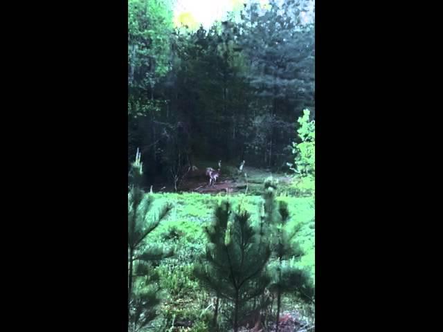 my deer friends...