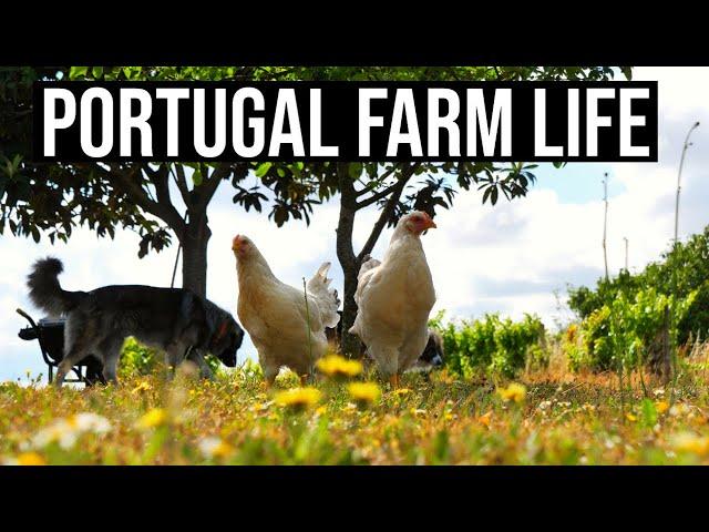 A Beautiful Farm Life  | PORTUGAL FARM LIFE | ASMR