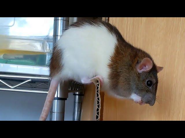 Rat's Sense of Balance! ! Amazing Physical Ability.