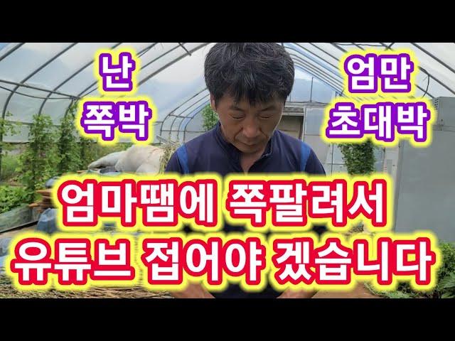 엄마땜에 쪽팔려서 유튜브 접어야겠습니다~ 세상에 이런일이애플수박 재배뱅법,키우기,순지르기,순치기,텃밭,농사,농부,주말농장,전원일기