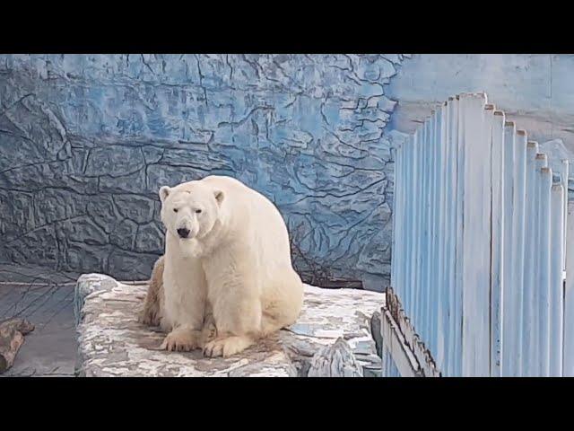 Polar bear