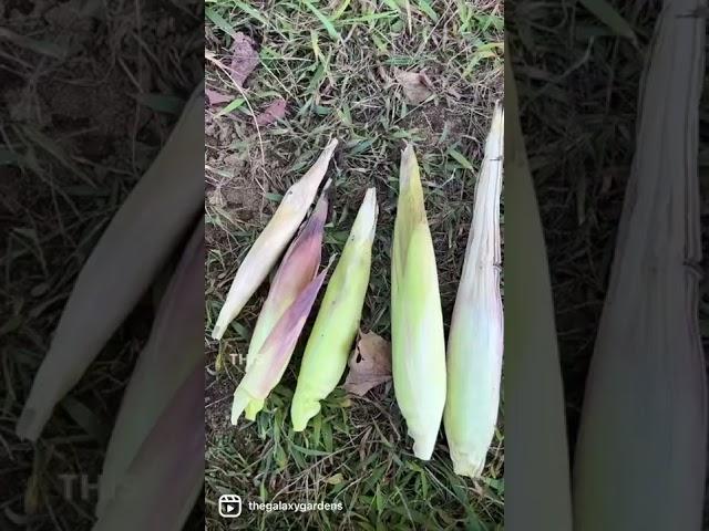 How To Pick Popcorn